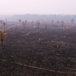 Incendi in Amazzonia - Greenpeace