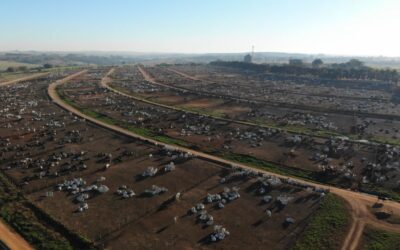 Eating deforestation, European and Italian imports behind the fires in the Amazon
