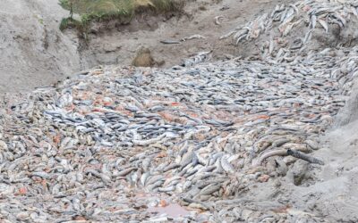 Parassiti e malattie: così milioni di salmoni finiscono nelle discariche