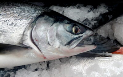 Fondi pubblici, antibiotici, formaldeide: il costo “invisibile” del salmone