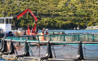 Anche i pesci soffrono? Le risposte per la scienza e le conseguenze per l’industria