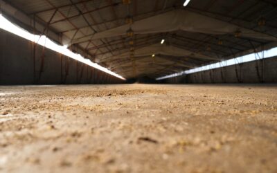 15 milioni di capi abbattuti e 1 miliardo di “indennizzi”: i numeri dell’epidemia di Aviaria in Italia