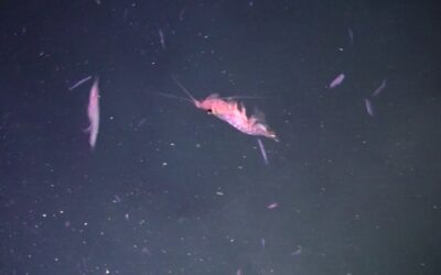 Fish-feed industry in hot pursuit of krill; effects on Antarctic ecosystem unknown