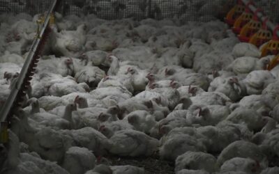 La peggiore epidemia di aviaria di sempre