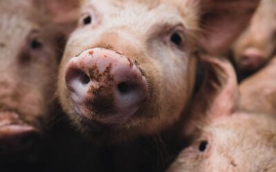 Peste Suina, l’Italia dichiara guerra ai cinghiali