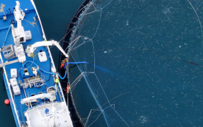 Il salmone allevato sotto accusa: milioni di animali morti nelle gabbie