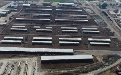 Sale l’allerta aviaria, il virus nei bovini e nel latte negli USA