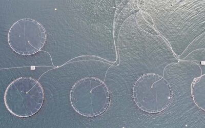 Giornata degli oceani: ong e scienziati chiedono alla Fao di smettere di considerare sostenibile l’allevamento di salmoni e altre specie ittiche carnivore