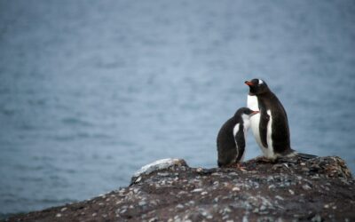 More krill fishing and no new protected areas for Antarctic seas after latest talks