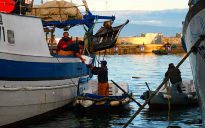 Il merluzzo rischia di scomparire dal Mediterraneo