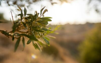 Una dieta sana può salvare la vita a 50 milioni di persone all’anno