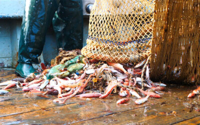 Effetto paranza: la pesca illegale del merluzzo in Italia