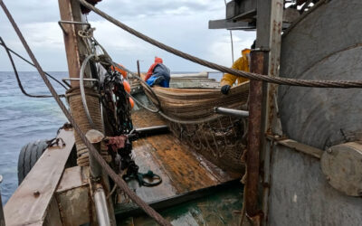 Meno dello 0,1 per cento del mare protetto dalla pesca: il ritardo dell’Italia nella tutela della biodiversità