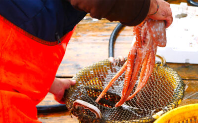 Il declino dei polpi, tra pesca illegale, sfruttamento dei mari e la prospettiva degli allevamenti