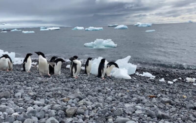 Antarctic conservation summit closes with stalemate on MPAs & krill fishing rules