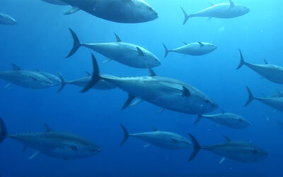 Il progetto per un impianto di ingrasso di tonni in Costiera Amalfitana