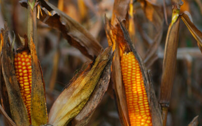 I biocombustibili inquinano più dei combustibili fossili?