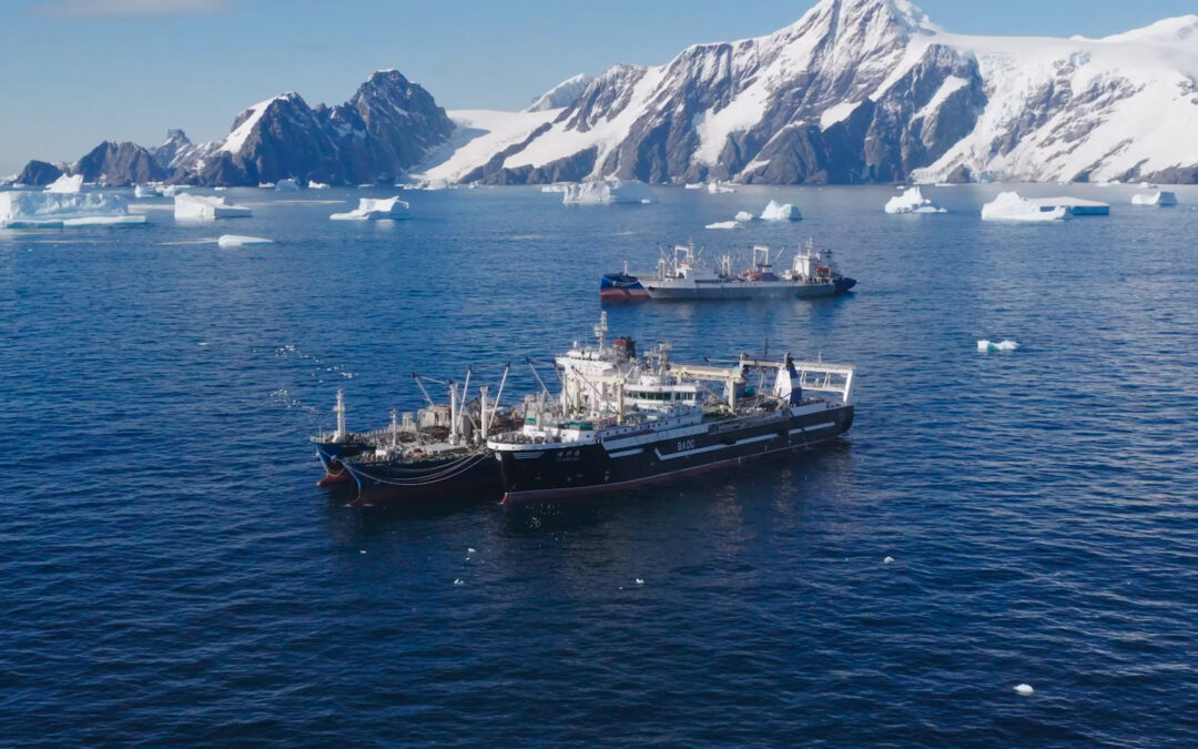 Il patto tra Cina e Norvegia per aumentare la pesca del krill in Antartide
