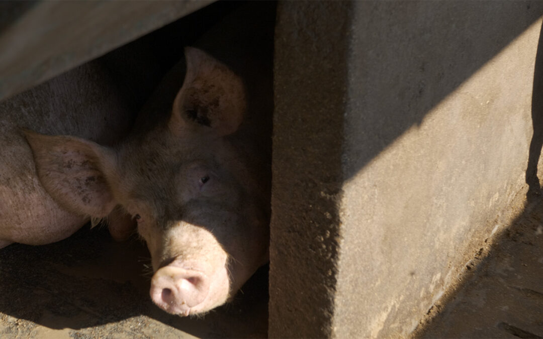 Azoto, siccità e caldo estremo: gli effetti degli allevamenti intensivi in Pianura Padana