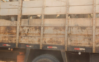 Animal Leather and Deforestation: What’s Going On, and Why Has Europe Backtracked?
