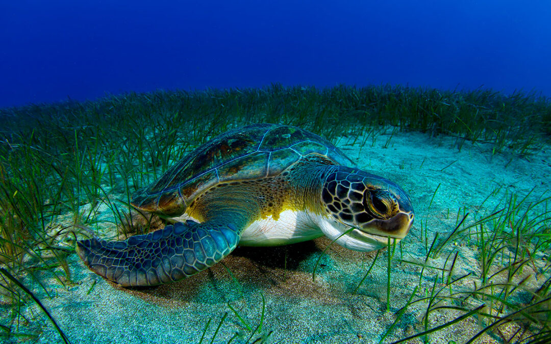 Spain proposes 23 new marine protected areas in the Canary Islands and Mediterranean